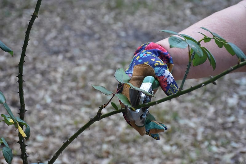 Pruning and trimming