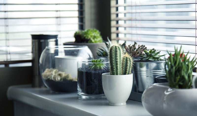 Succulent arrangements