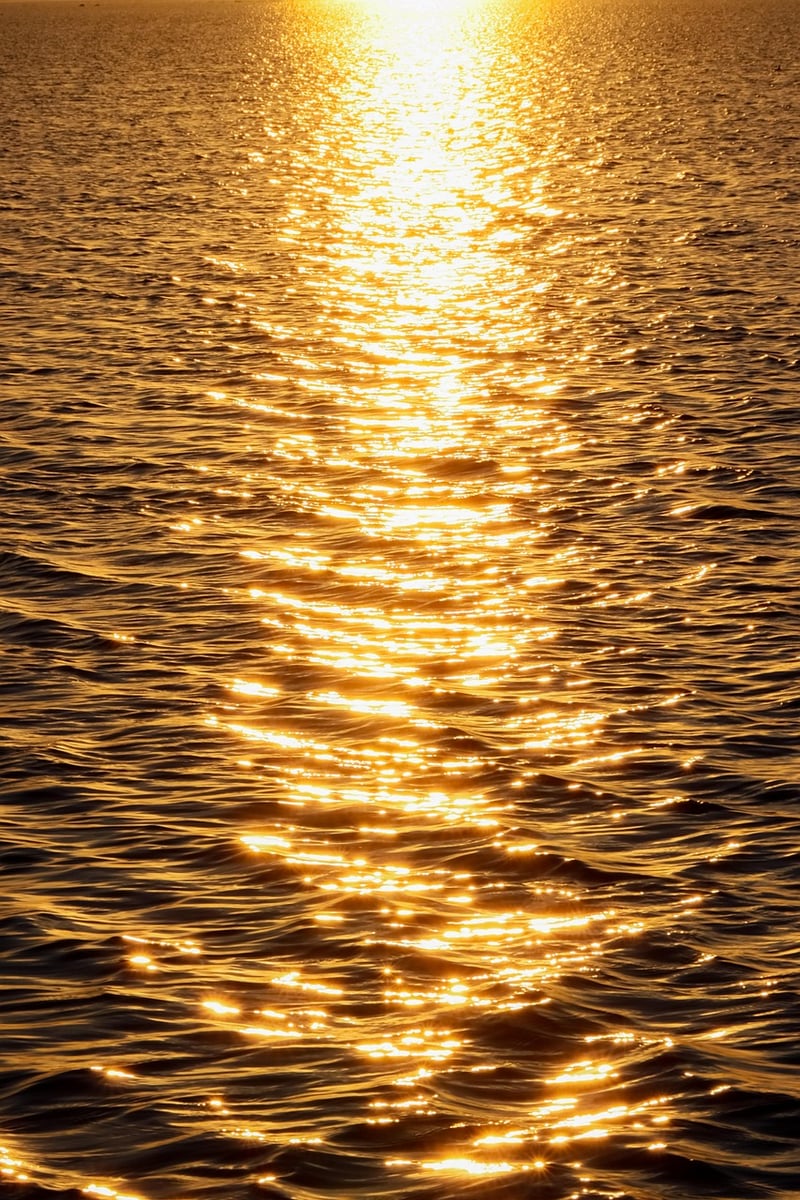 Sunlight and water needs